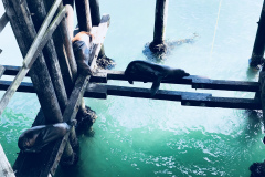 1_Birds-on-the-Wharf-2018-11