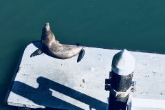 1_Birds-on-the-Wharf-2018-19